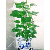 麣
